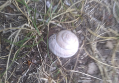 Oreohelix