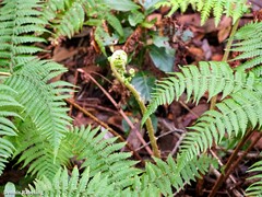 Dryopteris oligodonta