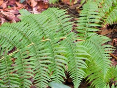 Dryopteris oligodonta