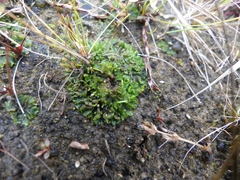 Phaeoceros carolinianus