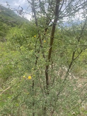 Vachellia swazica