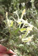 Gnidia denudata