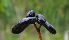 Enterolobium timbouva