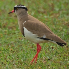 Vanellus coronatus