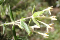 Gnidia denudata