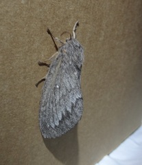 Gloveria arizonensis