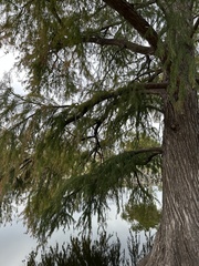 Taxodium distichum