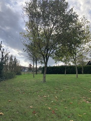 Torminalis glaberrima