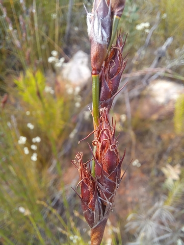 Image of Restio hystrix by (c) kevin koen, some rights reserved (CC BY-SA)