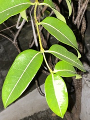 Phellodendron amurense