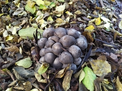 Lyophyllum loricatum