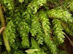 Plagiothecium nemorale