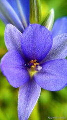 Pontederia vaginalis