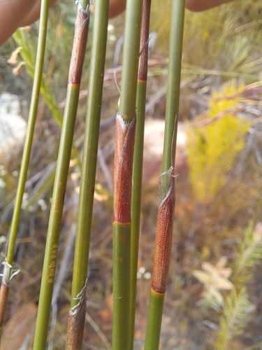 Image of Restio hystrix by (c) kevin koen, some rights reserved (CC BY-SA)
