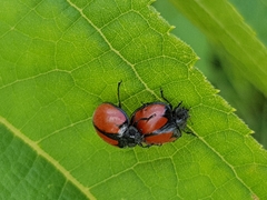 Epilachna nigrocincta