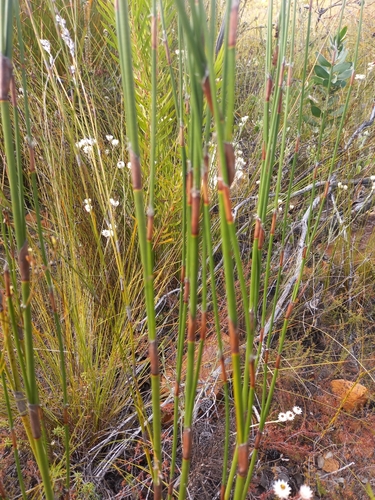 Image of Restio hystrix by (c) kevin koen, some rights reserved (CC BY-SA)