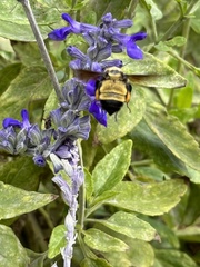 Bombus sonorus