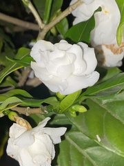 Magnoliopsida