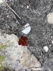 Crassula nudicaulis