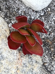 Crassula nudicaulis