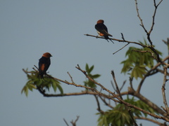 Cecropis abyssinica