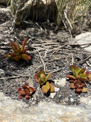 Crassula nudicaulis