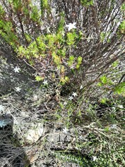 Chaenostoma hispidum