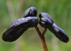 Enterolobium timbouva