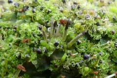 Anthoceros