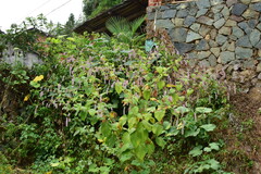 Persicaria orientalis