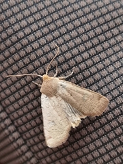 Conistra erythrocephala