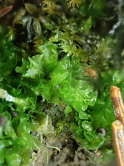 Fossombronia pusilla