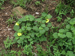 Hibiscus calyphyllus