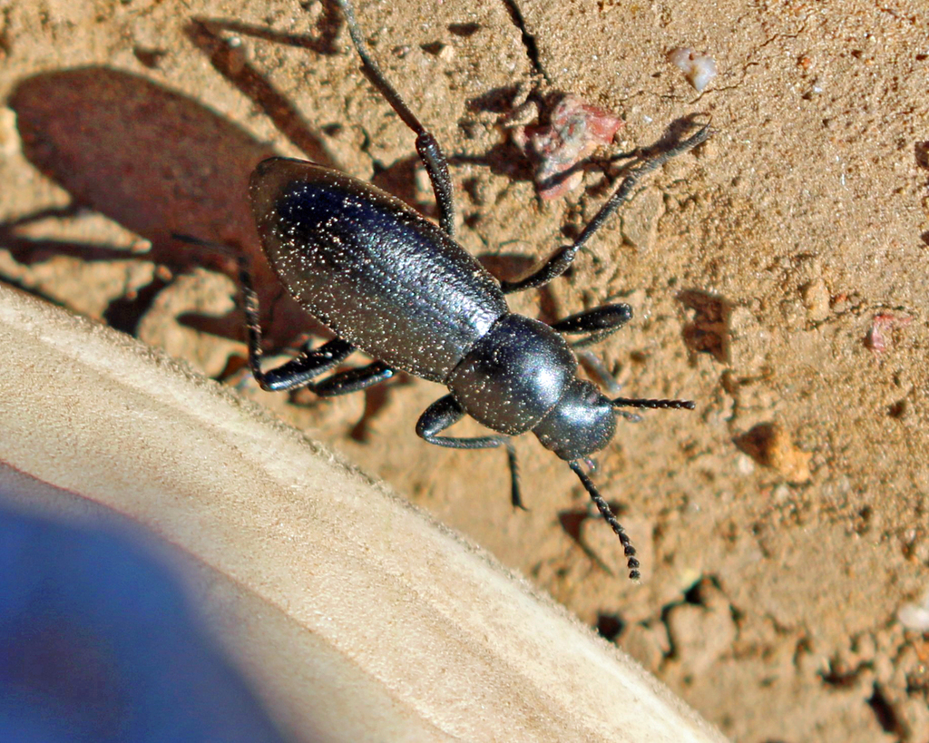 Desert Stink Beetles from Canoa Ranch, AZ, USA on October 31, 2022 at ...