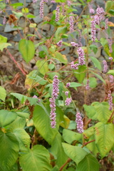 Persicaria orientalis