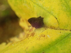 Hormaphis hamamelidis