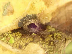 Hormaphis hamamelidis