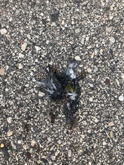 Setophaga coronata