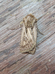 Agrotis gladiaria