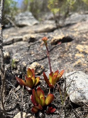 Crassula nudicaulis