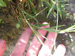 Silene ciliata graefferi