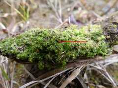 Anthoceros