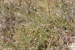 Aspalathus retroflexa retroflexa