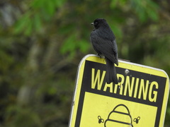 Melaenornis pammelaina