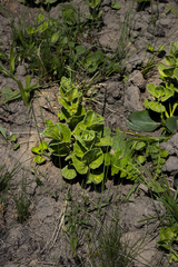 Eriosemopsis subanisophylla
