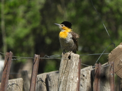 Colaptes campestris campestroides