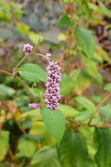 Persicaria orientalis