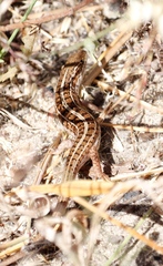 Trachylepis capensis