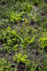 Eriospermum mackenii