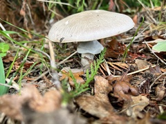 Agaricus hondensis